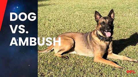 Hero Dog Saves SAS Team from Taliban Ambush - Full Story