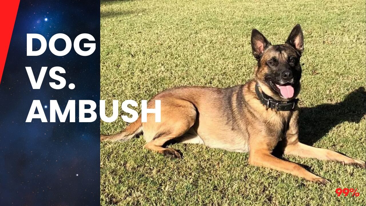 Hero Dog Saves SAS Team from Taliban Ambush - Full Story
