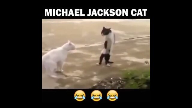 Michael jackson cat🤣🤣🤣