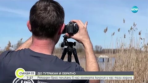 До Тутракан и обратно Рекорден брой пеликани в най голямата колония у нас тази година