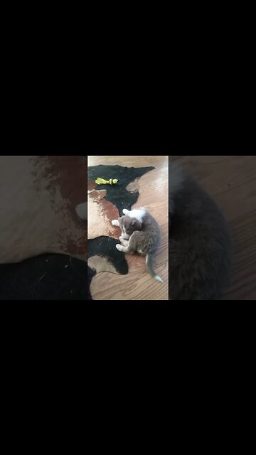 Someone Got A Puppy For Christmas