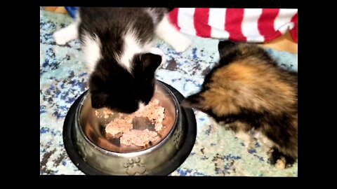 Chloie's kittens are eating & using the litterbox first time.🐈🐾Chloieの子猫たちは食べている＆トイレを初めて使っている。🐈🐾