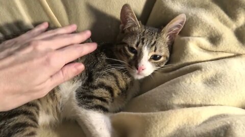 Small Cat Curls Up and Falls Asleep