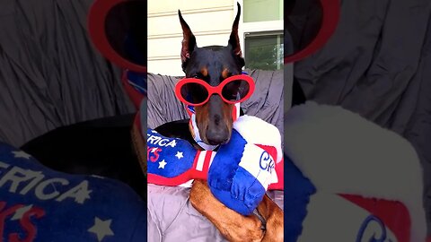 Doberman 4th Of July 🧨 #summerloadingwithyoutube #shorts #doberman