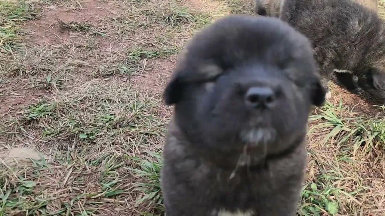 day 36 Noble Bears. Caucasian Ovcharka, Tibetan Mastiff and Akita