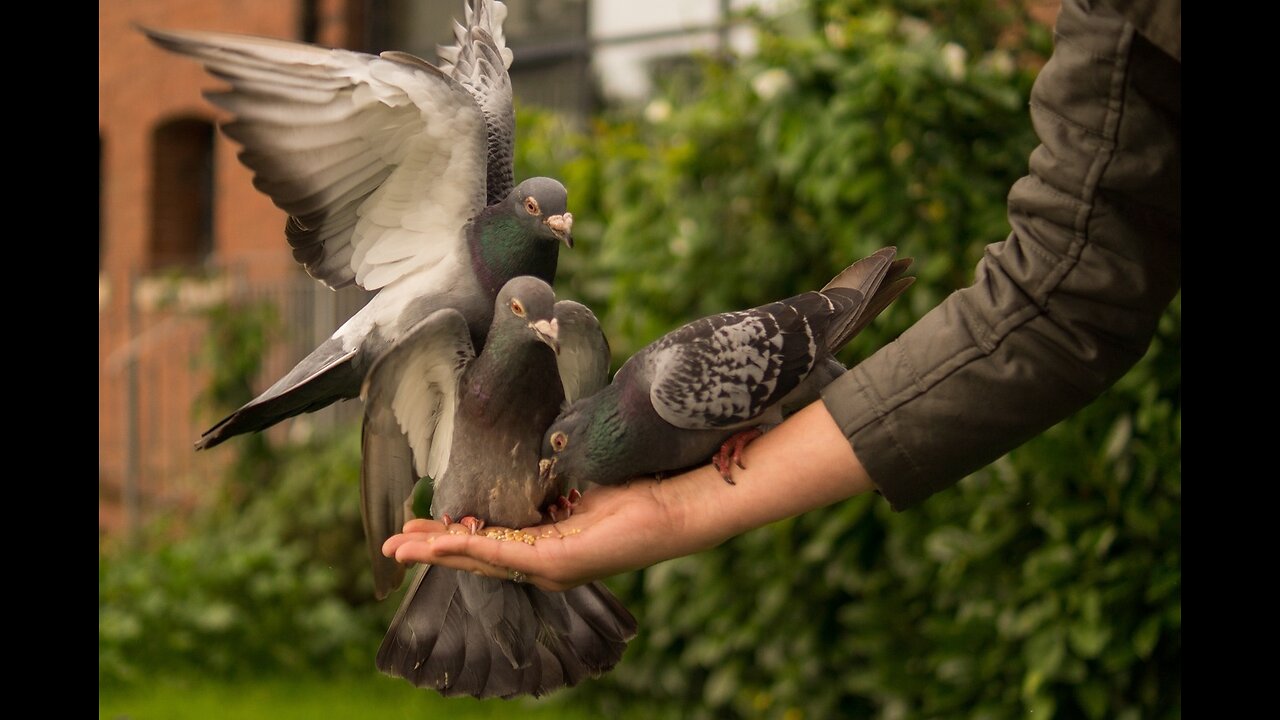 Raising pigeons on the roof of the house #pigeons #animals