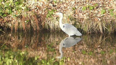 Hi Heron