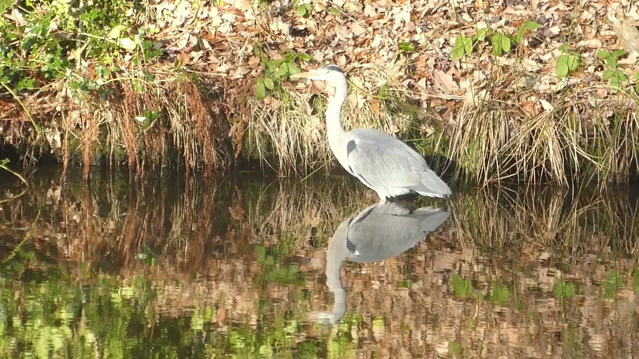 Hi Heron