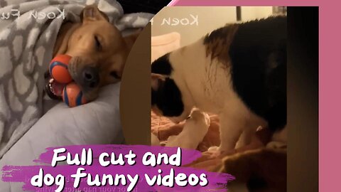 FUNNY VIDEOS OF CATS AND DOGS 2023-2024