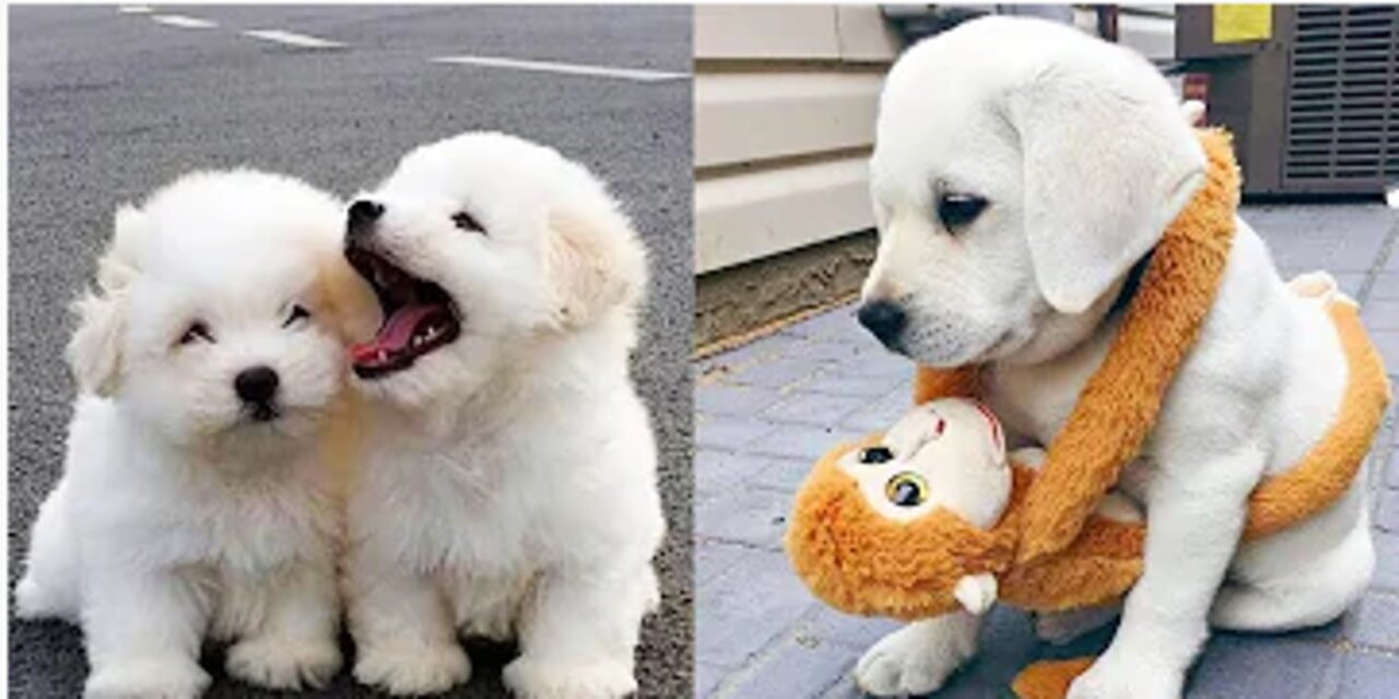 Baby Dogs - Cute and Funny Dog Videos Compilation #31 | Funniest & Cutest Golden Retriever Puppies