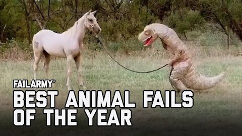 Funniest Animals - Best Of The 2021