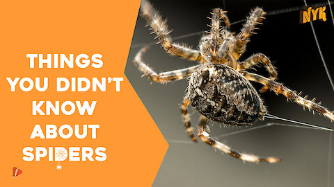 Top 4 Facts About Spiders