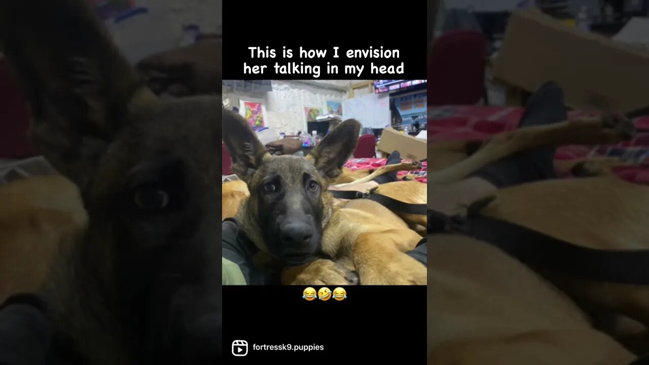 This is how I hear all my dogs in my head. 🤣 #malinoislovers #puppies #puppylove