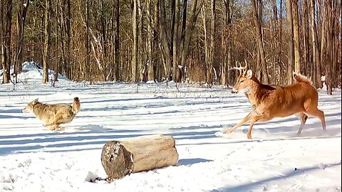 Coyote stalks buck but he isn't having any of it!