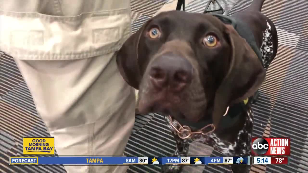 Meet the 10 dogs at Tampa International Airport keeping you safe