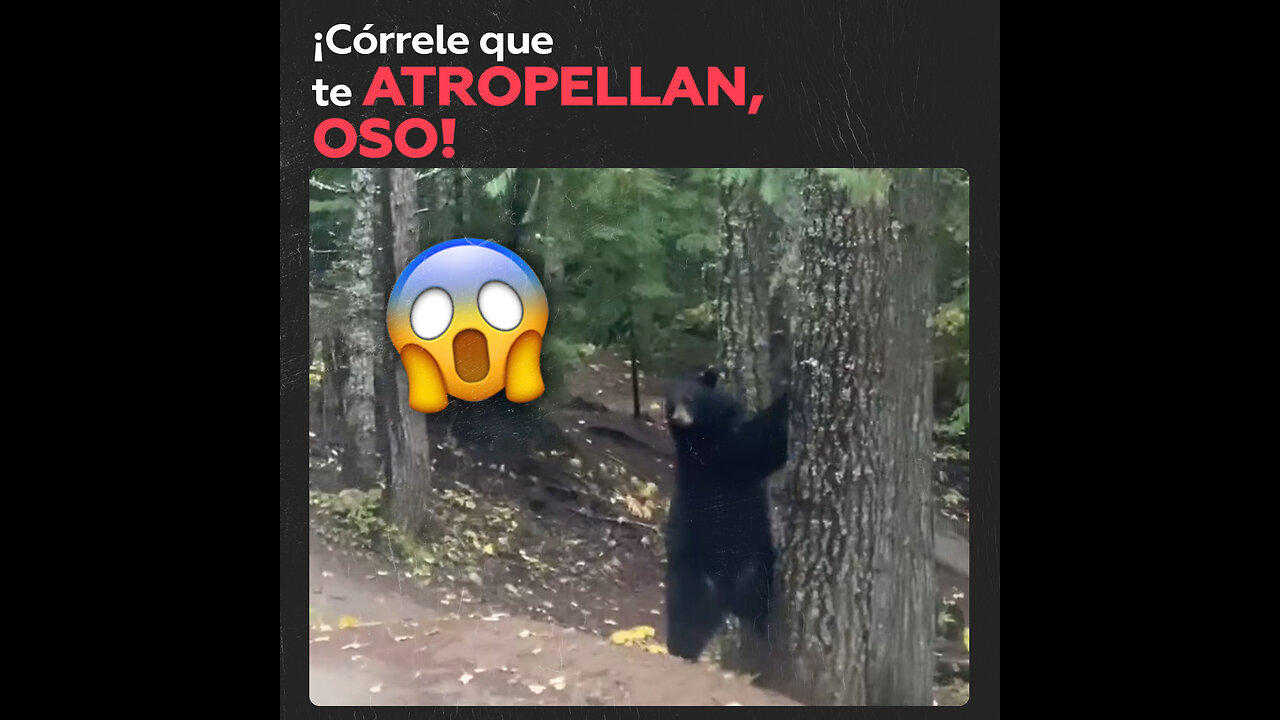 Oso se asusta y salta a un árbol al toparse con ciclistas