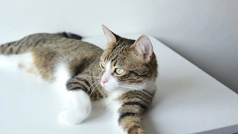 Sweet Cat Sleeps on the Table