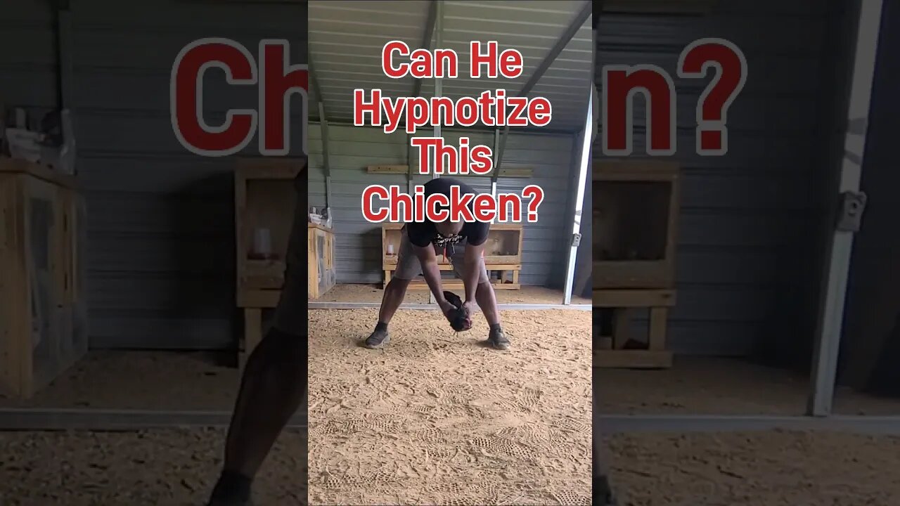 Hypnotized Chicken?