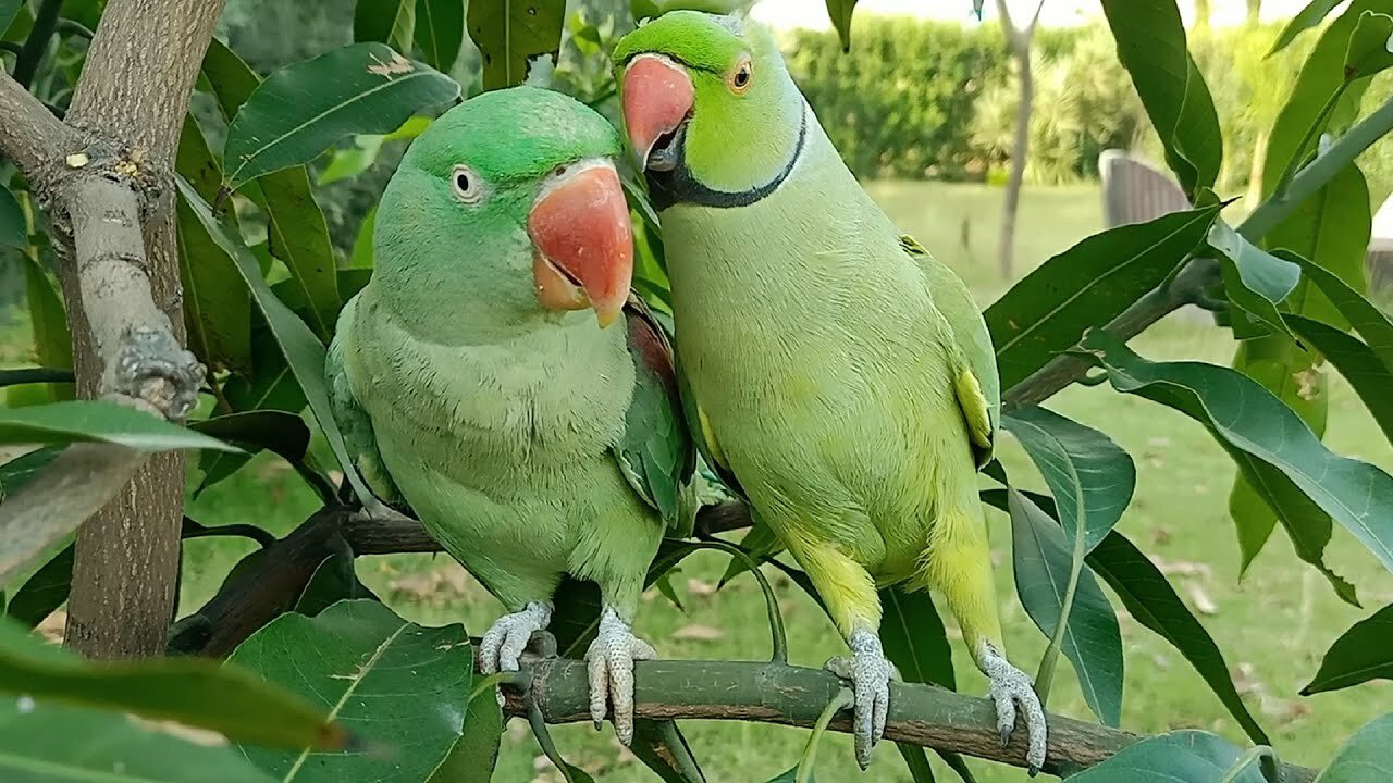 Most Beautiful Macaws on Planet Earth