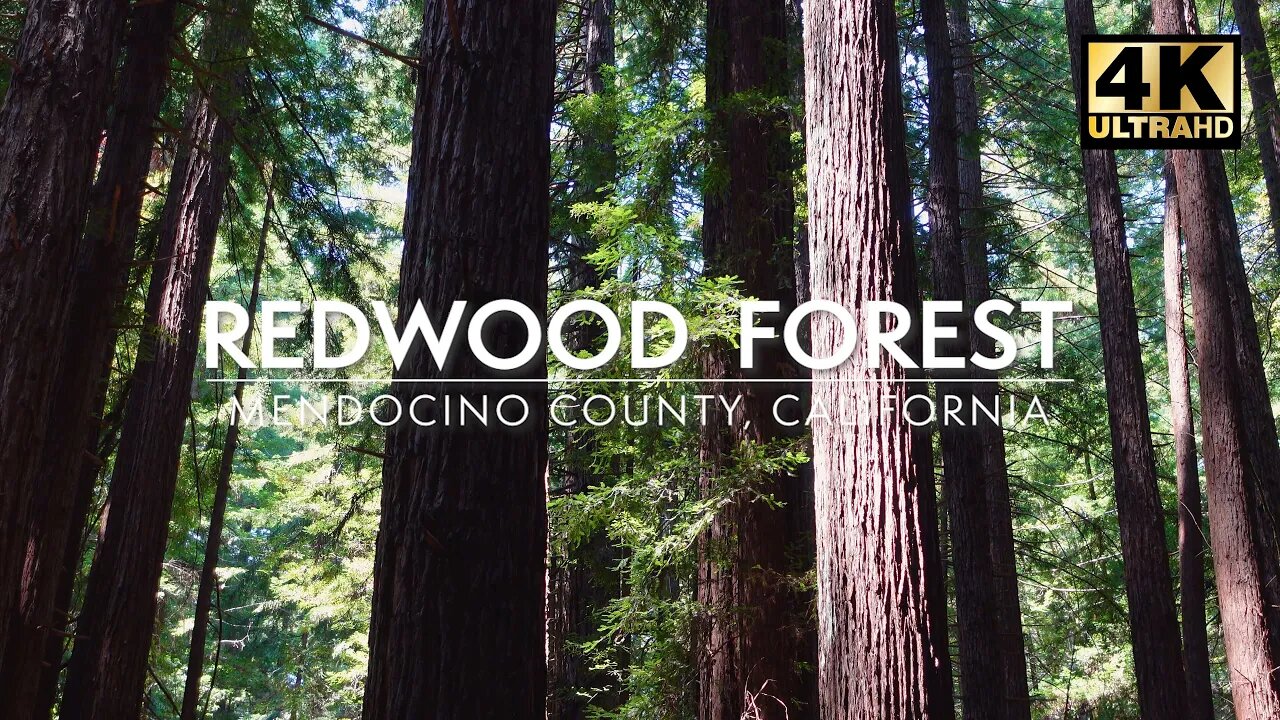 Majestic California Redwoods - Relaxing Redwood Forest Sounds