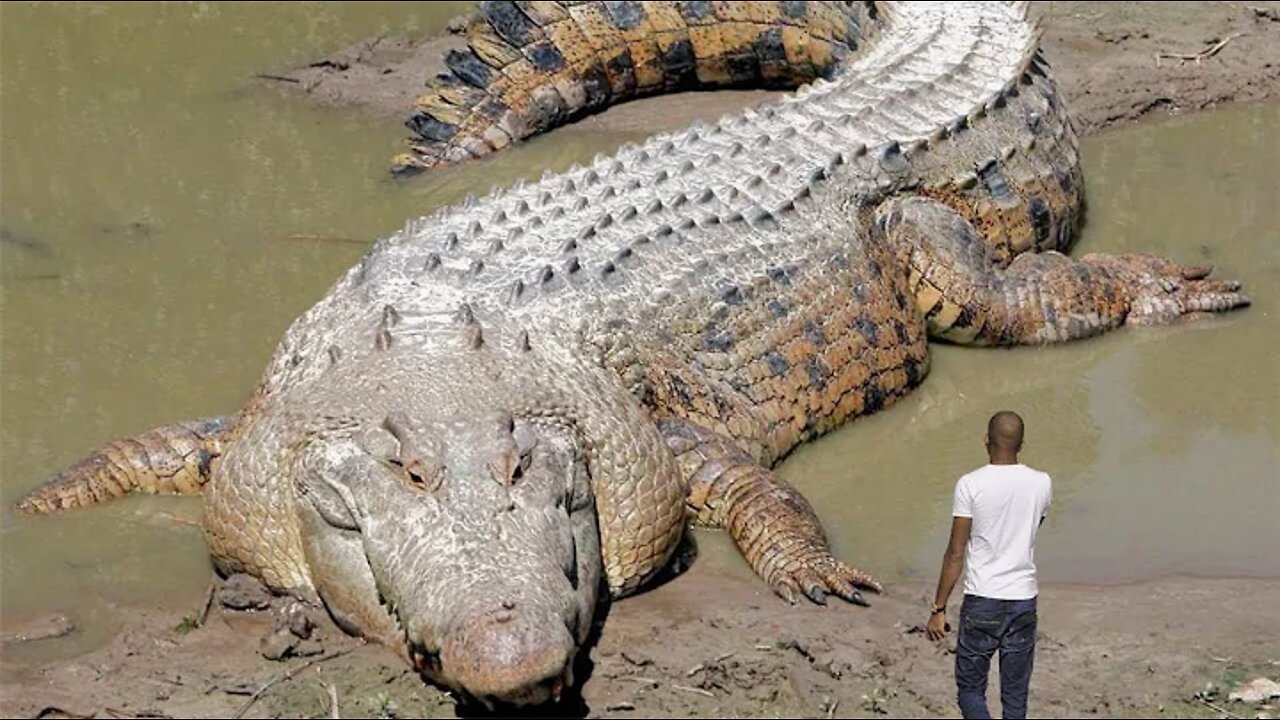 #4evergreen #largeanimals #biggest 30 Biggest Animals Ever Captured !