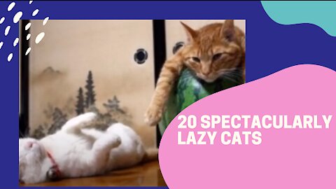 20 spectacularly lazy cats