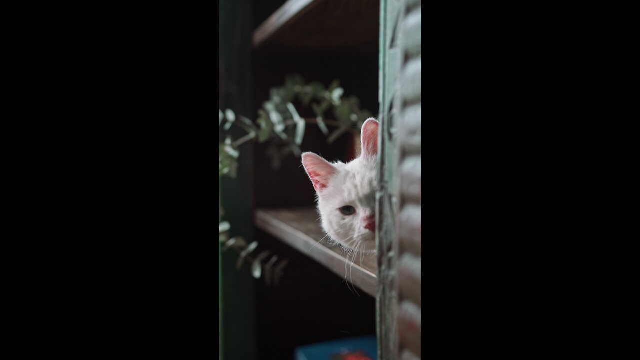 Cute cat video short clip