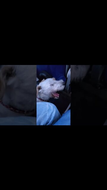 Ares Jack Russell service dog reaction to flight landing