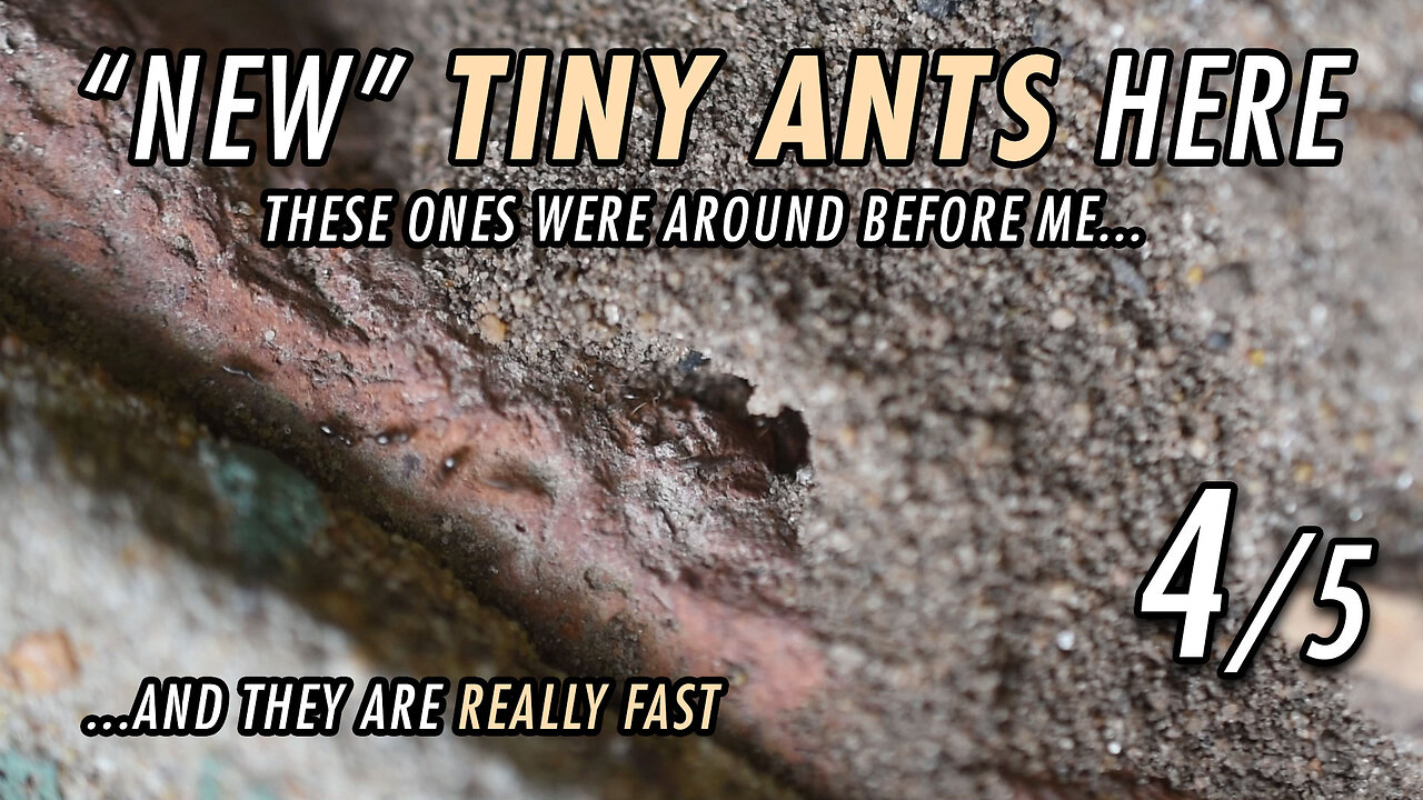 Ants just like little, but fast cars - 4/5