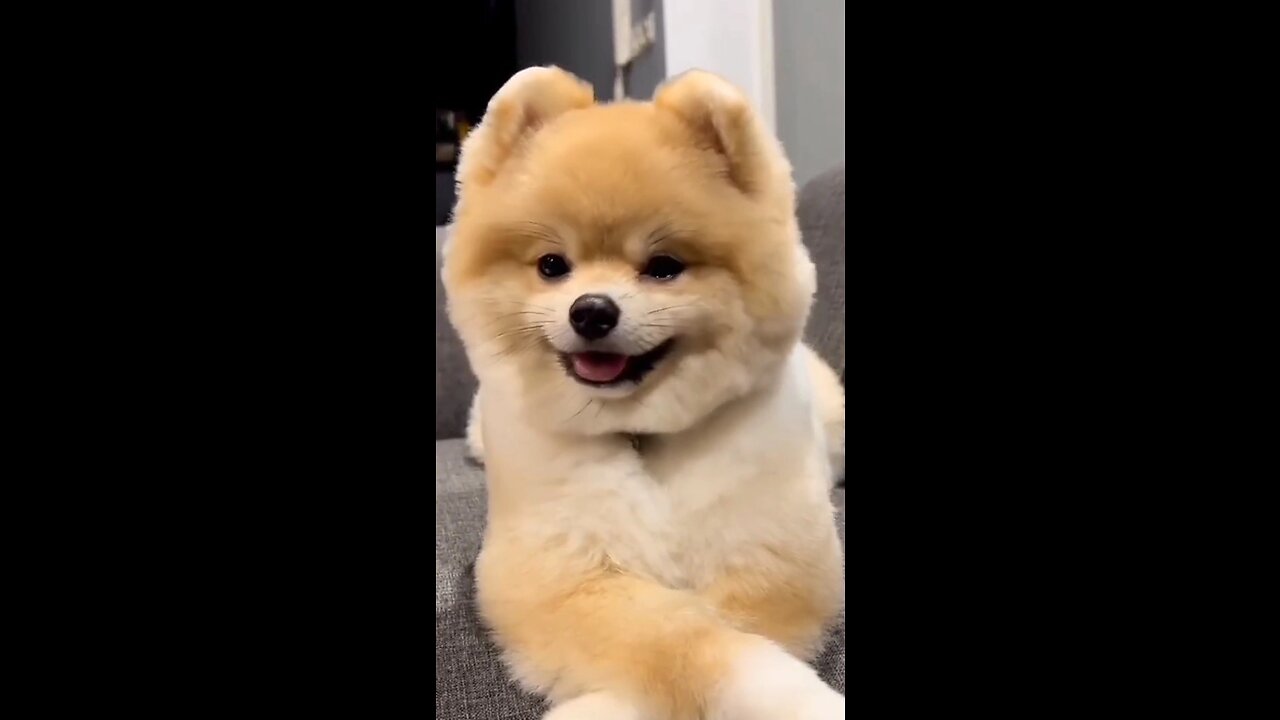 Cute Smiling Dogs | Funny Pets Video Compilation |