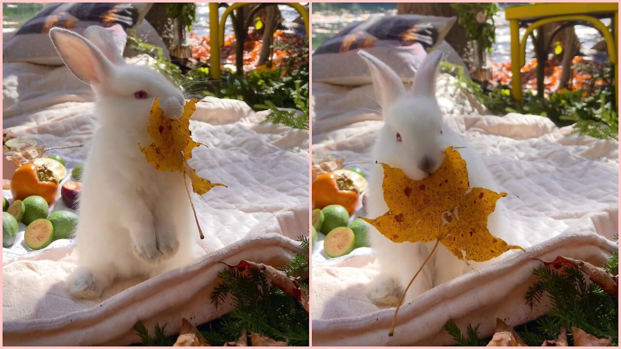 Rabbit having fun eating leaf