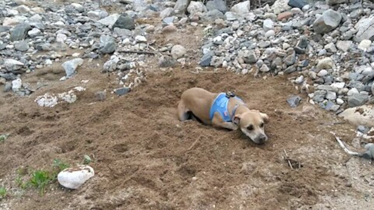 Enjoying life playing in the sand