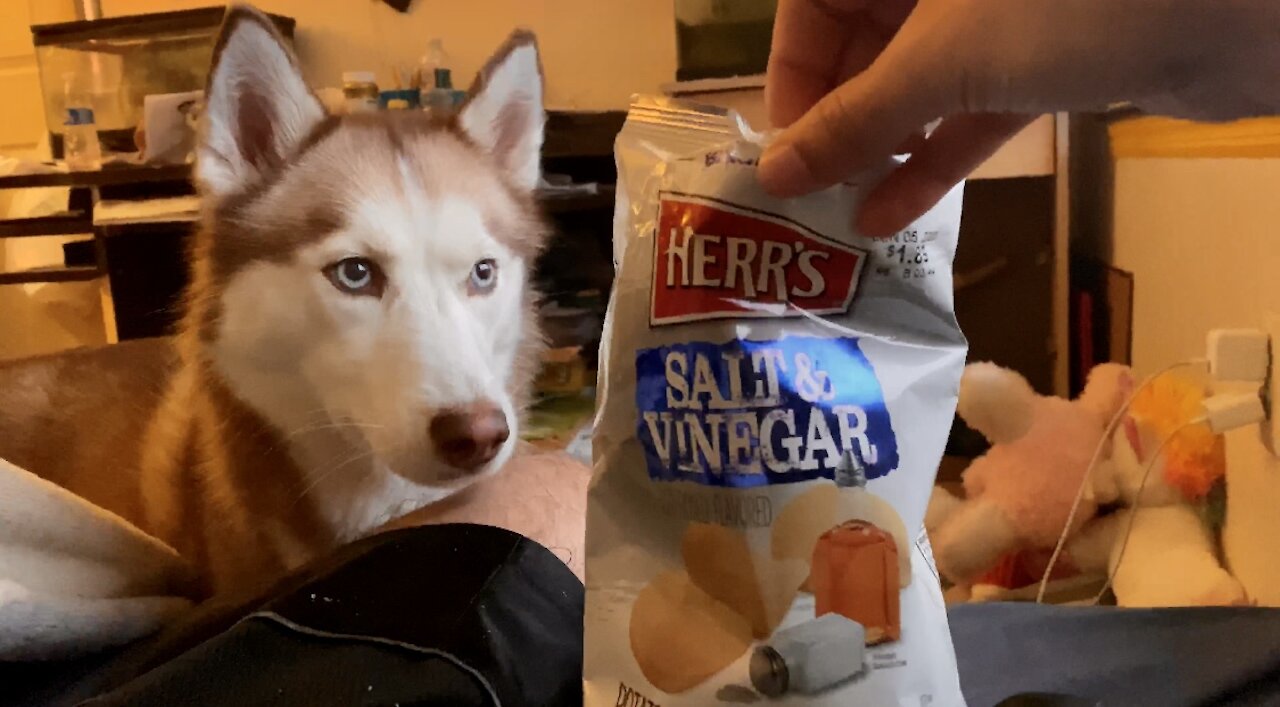 Husky Loves Salt and Vinegar Chips