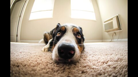 🐶 Funny And Cute 😸 Animals Vol. 2️⃣5️⃣