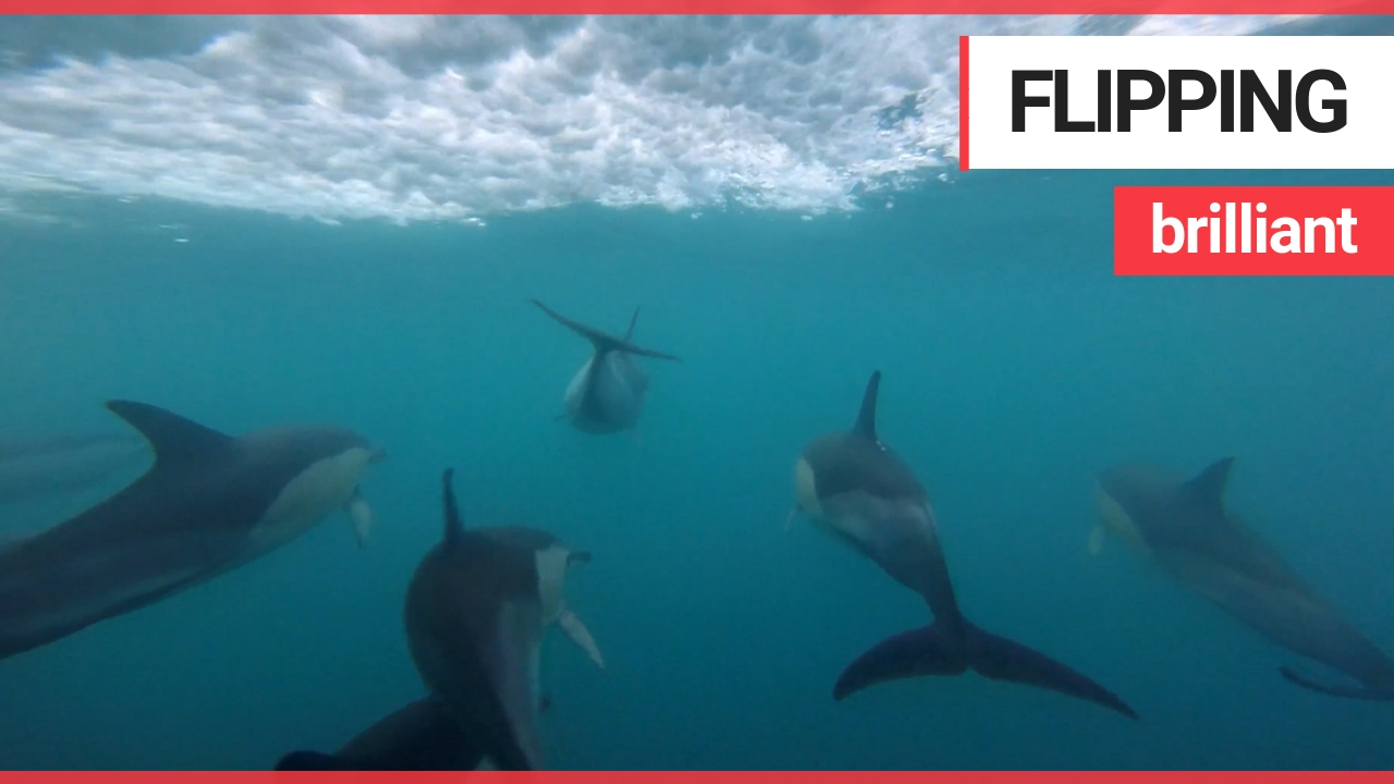 20-strong pod of dolphins swim off the British coast