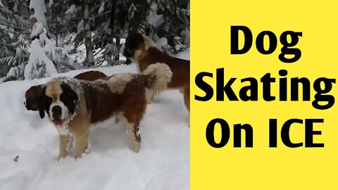 ice skating dog | funny dog videos | Dogs Playing on ice | Dogs movement videos on ice | Cute Dogs