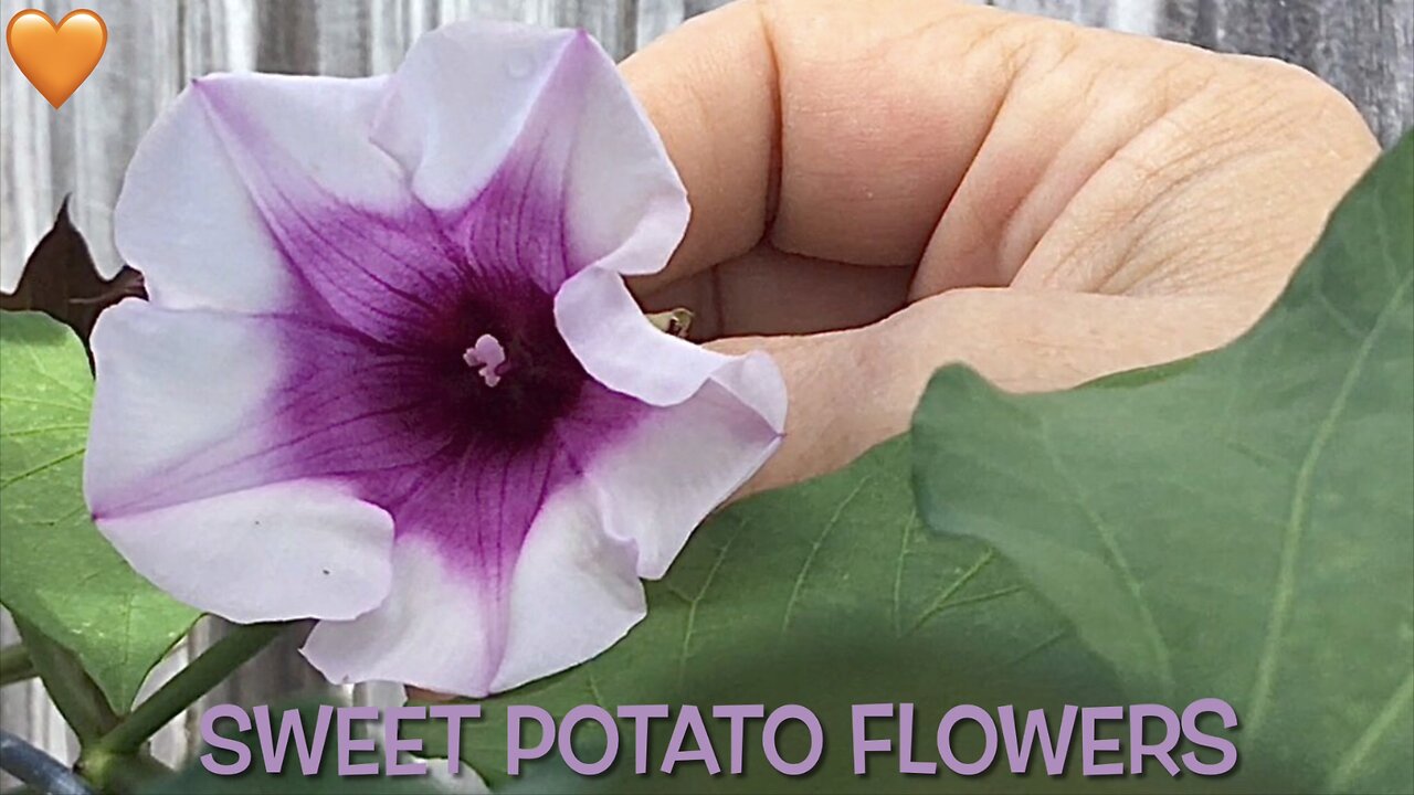 Sweet Potato Flowers