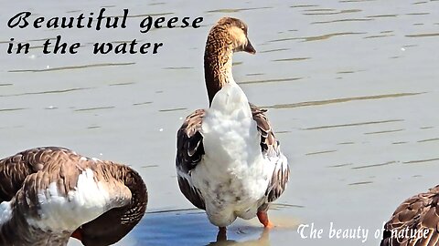 Beautiful geese in the water / These beautiful birds groom their feathers and enjoy the water.