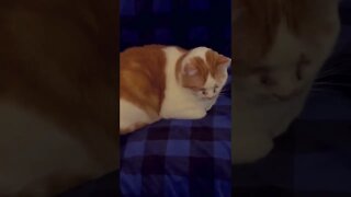 Cat Purring - Garf