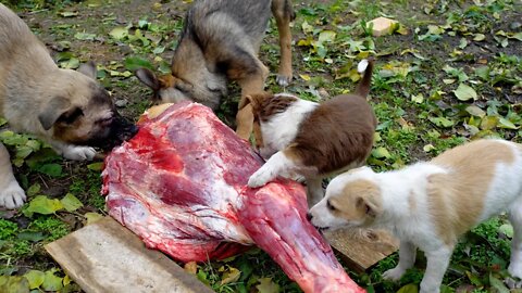 Собачий пир для брошенных собак