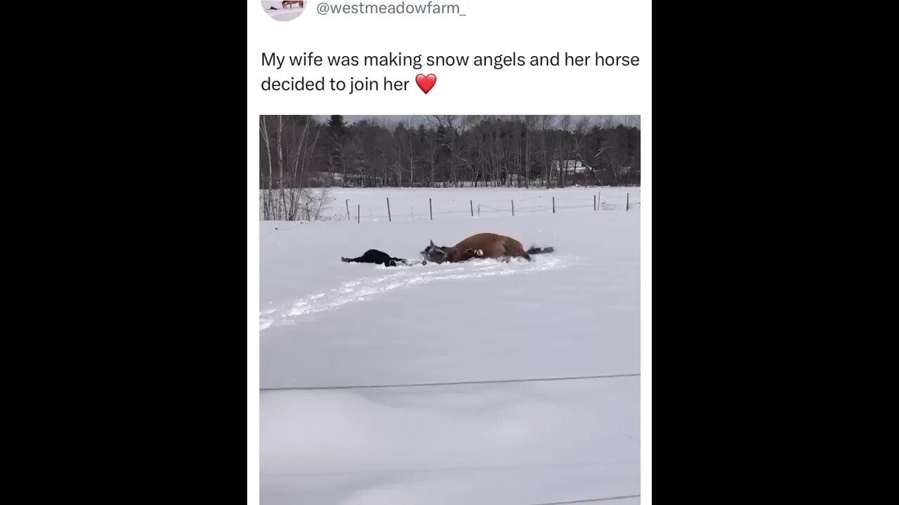 Horse tries making snow angels