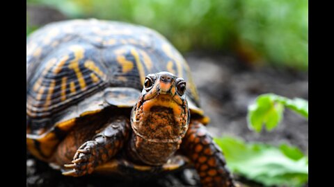 A large turtle chewing and tasting a cactus