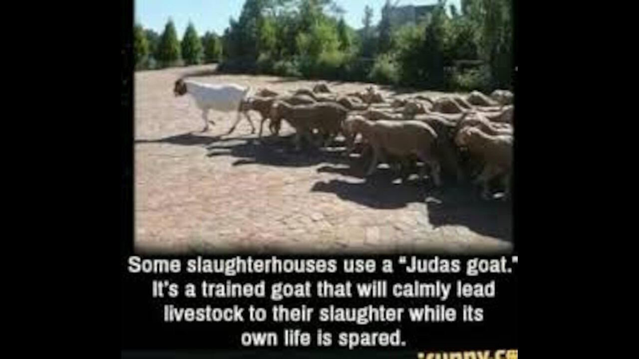 Are we about to witness the Greatest Betrayal? Part 1.