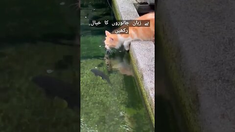 Atif Aslam | #whatsaapstatus #pets #animallover