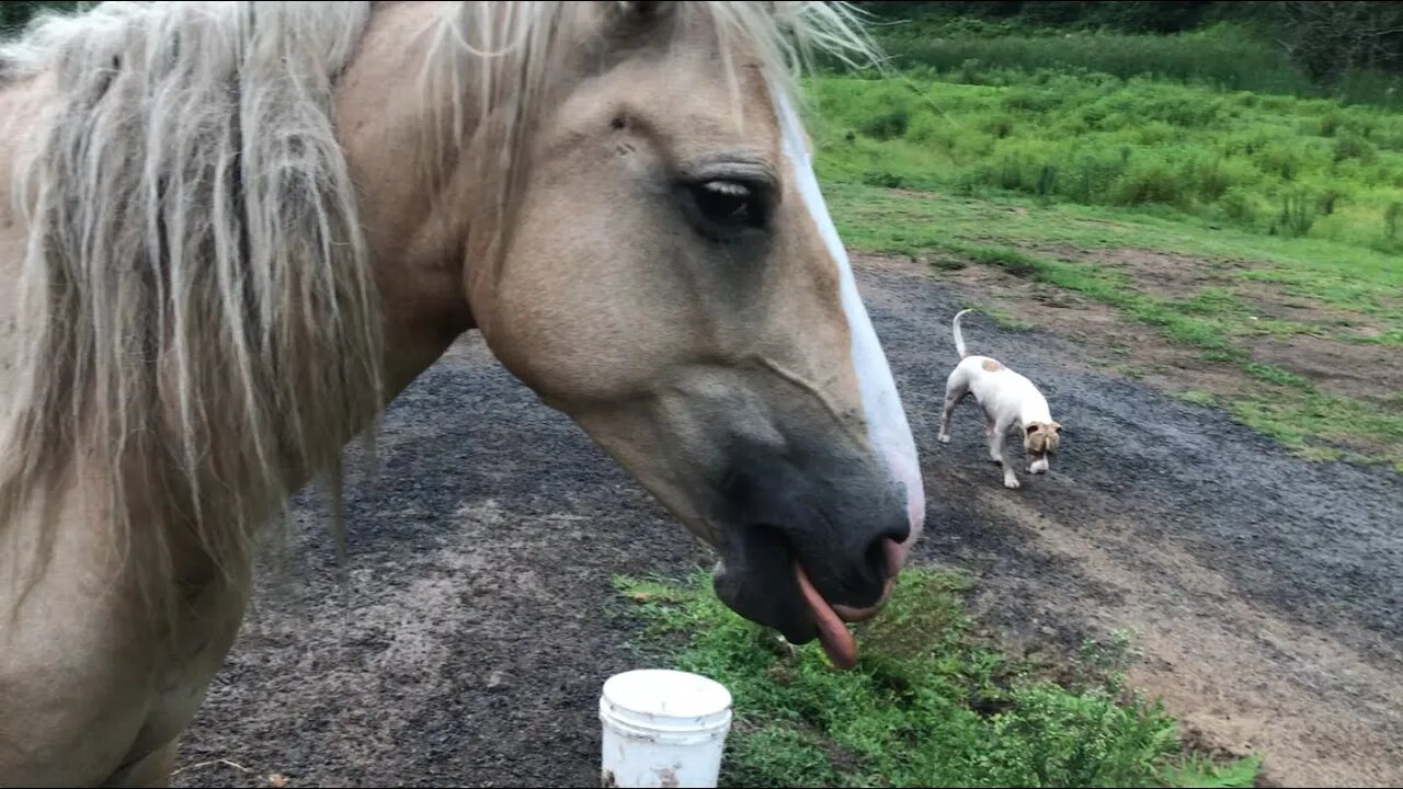 Henry helps me review horses. Ruby's wound is improving and the herd is settled.