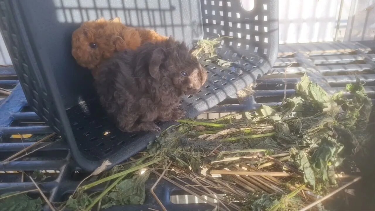 CUTENESS 1.5 day old Guinea Pigs Dark chocolate & gold chocolate Lunkarya cavias pasgeboren babies