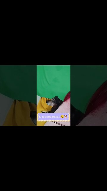 Eu sou linda mesmo 😌🐕