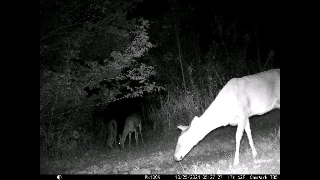 Deer 10-25-2024