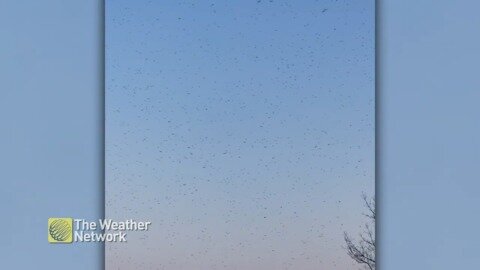 Midges overwhelm the sky on a sunny Spring day