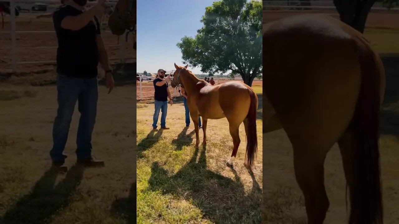 This horse doesn't want to turn LEFT!